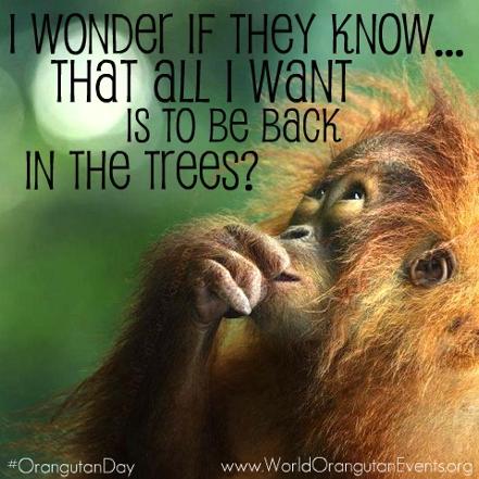 World Orangutan Day